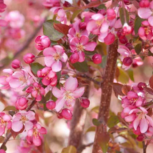 Load image into Gallery viewer, Thunderchild Flowering Crab
