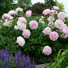 Load image into Gallery viewer, Peony 'Sarah Bernhardt'
