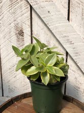 Load image into Gallery viewer, Peperomia Pixie Limelight