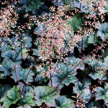 Load image into Gallery viewer, Heuchera micrantha 'Palace Purple'