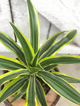 Load image into Gallery viewer, Dracaena Lemon Lime