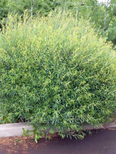 Load image into Gallery viewer, Dwarf Blue Leaf Arctic Willow
