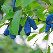 Load image into Gallery viewer, Honeyberry 'Beauty'