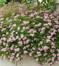 Load image into Gallery viewer, Spirea Little Princess