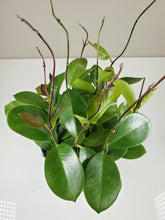 Load image into Gallery viewer, Hoya Australis 'Green'