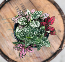 Load image into Gallery viewer, Polka Dot Plant 'Hypoestes' Mix