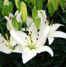 Load image into Gallery viewer, Lilium asiatica 'Tiny Crystal'