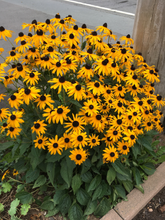 Load image into Gallery viewer, Rudbeckia fulgida 'Goldsturm'