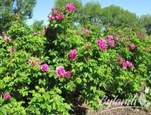 Load image into Gallery viewer, Hansa Rose
