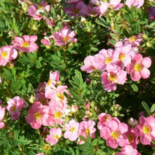 Load image into Gallery viewer, Potentilla Pink Beauty