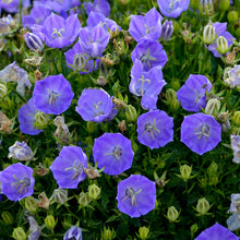 Load image into Gallery viewer, Campanula carpatica 'Rapido Blue'