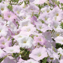 Load image into Gallery viewer, Petunia Wave® Misty Lilac