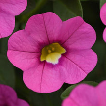 Load image into Gallery viewer, Calibrachoa Kabloom™ Pink