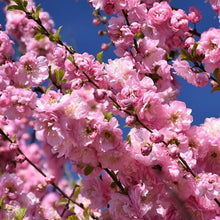 Load image into Gallery viewer, Flowering Almond Standard
