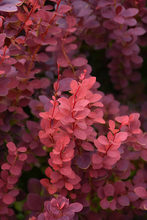 Load image into Gallery viewer, Barberry Ruby Carousel