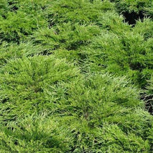 Load image into Gallery viewer, Juniper Sabina Mini Arcade