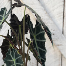 Load image into Gallery viewer, Alocasia Amazonica