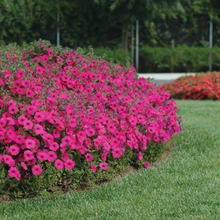 Load image into Gallery viewer, Petunia Tidal Wave® Purple