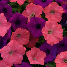 Load image into Gallery viewer, Petunia Easy Wave® Opposites Attract Mix