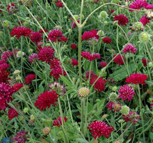 Load image into Gallery viewer, Knautia macedonica 'Mars Midget'