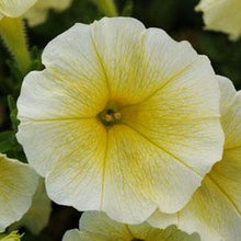 Load image into Gallery viewer, Petunia Easy Wave® Yellow