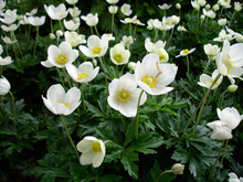Load image into Gallery viewer, Anemone sylvestris (Snowdrop anemone)