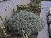 Load image into Gallery viewer, Artemisia schmidtiana 'Silvermound'