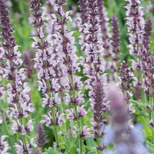 Load image into Gallery viewer, Salvia nemorosa 'Salute Light Pink'