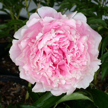 Load image into Gallery viewer, Peony 'Sarah Bernhardt'