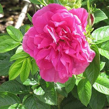 Load image into Gallery viewer, Hansa Rose