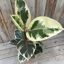 Load image into Gallery viewer, Ficus decora Tineke