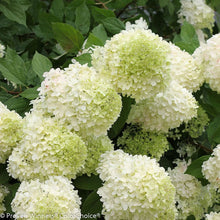 Load image into Gallery viewer, Hydrangea Limelight
