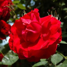 Load image into Gallery viewer, Ramblin' Red Rose