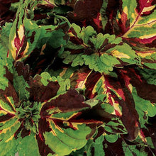 Load image into Gallery viewer, Coleus Kong® Mosaic Coleus