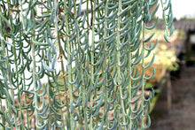 Load image into Gallery viewer, String of Beans