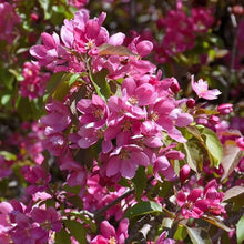 Load image into Gallery viewer, Makamik Flowering Crab