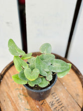 Load image into Gallery viewer, Fern 'Hemionitis Arifolia Heart'