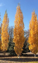 Load image into Gallery viewer, Parkland Pillar Birch