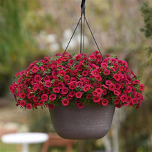 Load image into Gallery viewer, Calibrachoa Kabloom™ Cherry