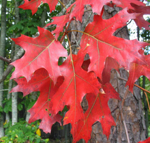 Load image into Gallery viewer, Red Oak