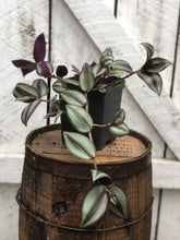 Load image into Gallery viewer, Tradescantia 'zebrina'