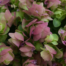 Load image into Gallery viewer, Ornamental Oregano