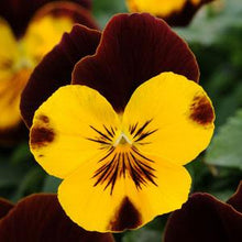 Load image into Gallery viewer, Pansy Cool Wave® Sunshine 'N Wine