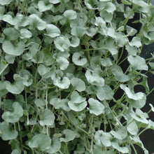 Load image into Gallery viewer, Dichondra Silver Falls