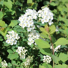 Load image into Gallery viewer, Spirea Van Houttei