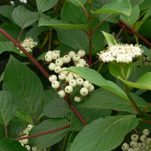 Load image into Gallery viewer, Red Osier Dogwood