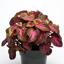 Load image into Gallery viewer, Coleus Rose to Lime Magic