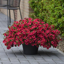 Load image into Gallery viewer, Calibrachoa Kabloom™ Cherry