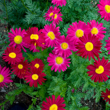 Load image into Gallery viewer, Tanacetum Coccineum 'Robinson Red'