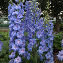 Load image into Gallery viewer, Delphinium 'Blue Lace'